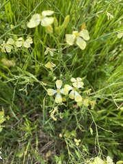 Raphanus raphanistrum