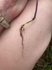 Raphanus raphanistrum