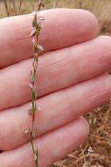 Polygonum douglasii douglasii