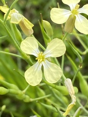 Raphanus raphanistrum