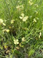 Raphanus raphanistrum