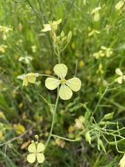 Raphanus raphanistrum