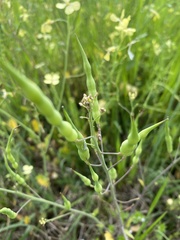 Raphanus raphanistrum