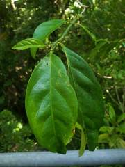 Gomphandra australiana