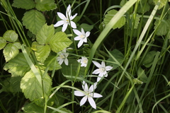 Ornithogalum umbellatum