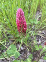 Trifolium incarnatum
