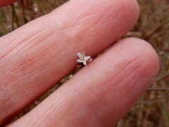Polygonum douglasii douglasii