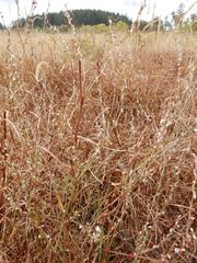 Polygonum douglasii douglasii