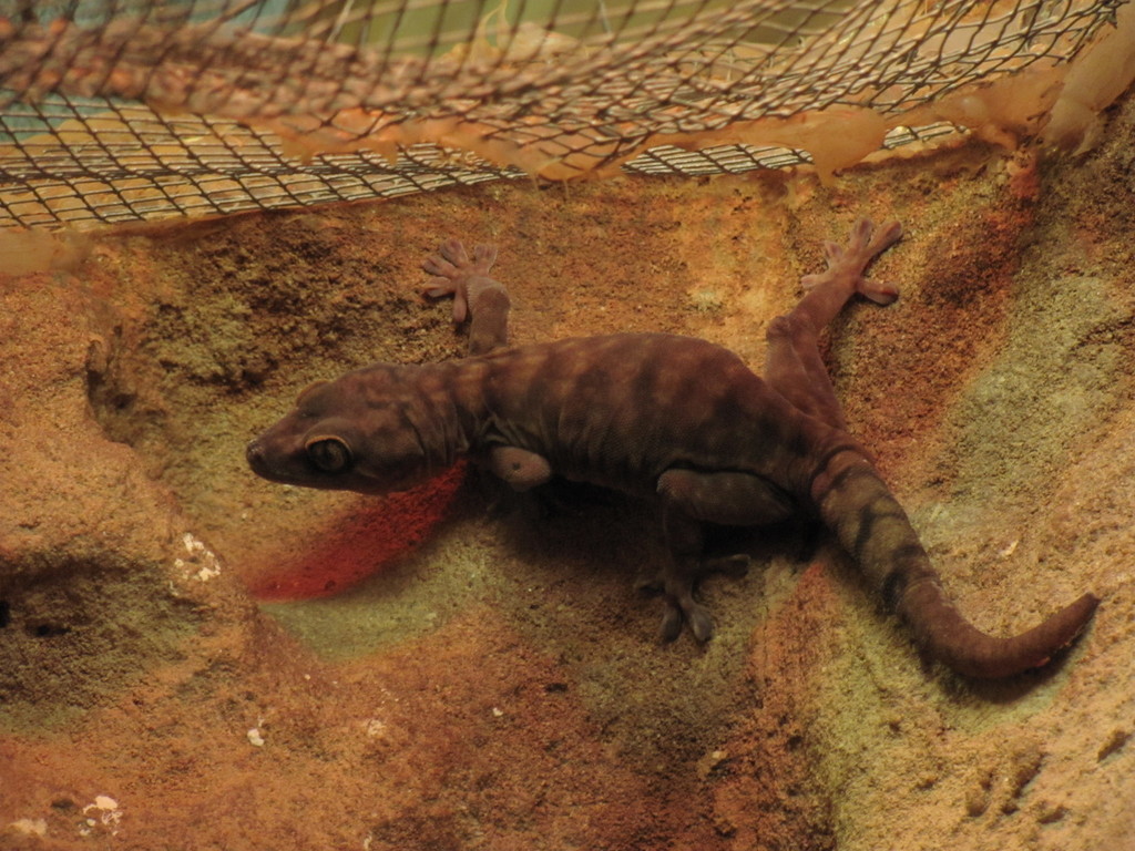 Giant Cave Gecko