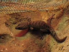 Giant Cave Gecko photo 4