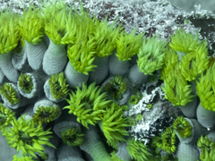 Tubastraea