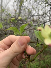 Cornus florida