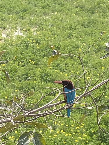 White-throated Kingfisher