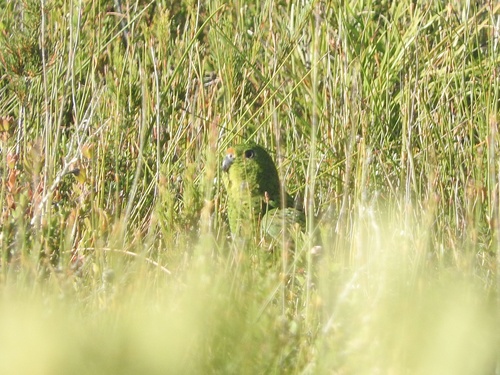 Pezoporus wallicus observed 2026-04-25