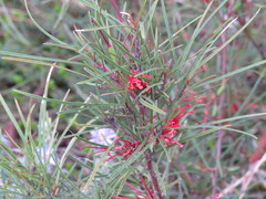 Grevillea dimorpha