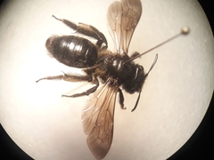Andrena pilipes