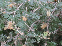 Grevillea willisii