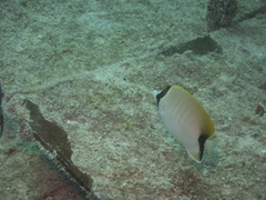 Chaetodon sedentarius