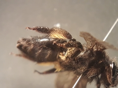 Andrena pilipes