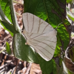Brachurapteryx tesserata