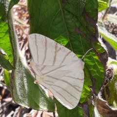 Brachurapteryx tesserata