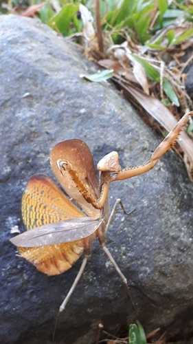 Photo of Mountain Mantis (Stagmomantis montana)