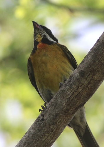 Puerto Rican Spindalis (Spindalis portoricensis), photo 2