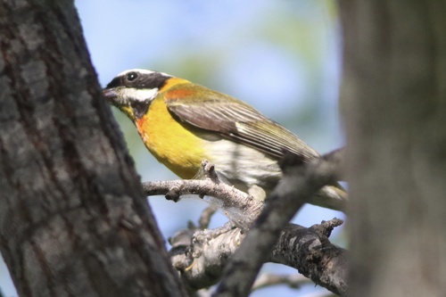 Puerto Rican Spindalis (Spindalis portoricensis), photo 8