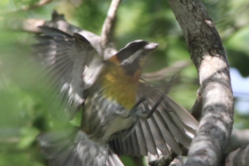 Puerto Rican Spindalis (Spindalis portoricensis), photo 9