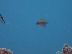 Chromis insolata