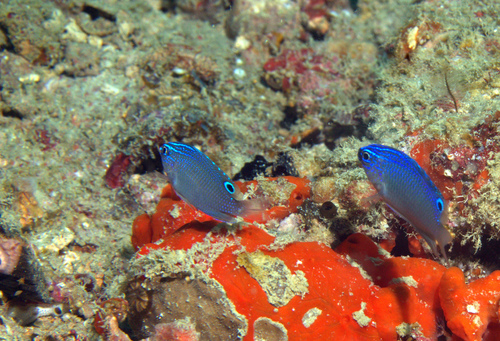 Bintan damsel (Pomacentrus bintanensis) — Pomacentridae — 4