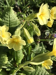 Primula × polyantha