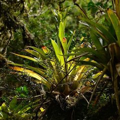 Bromeliaceae