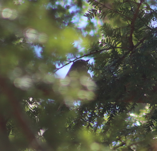 Ruby-crowned Kinglet photographed in New Hampshire