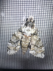 Manduca brontes cubensis