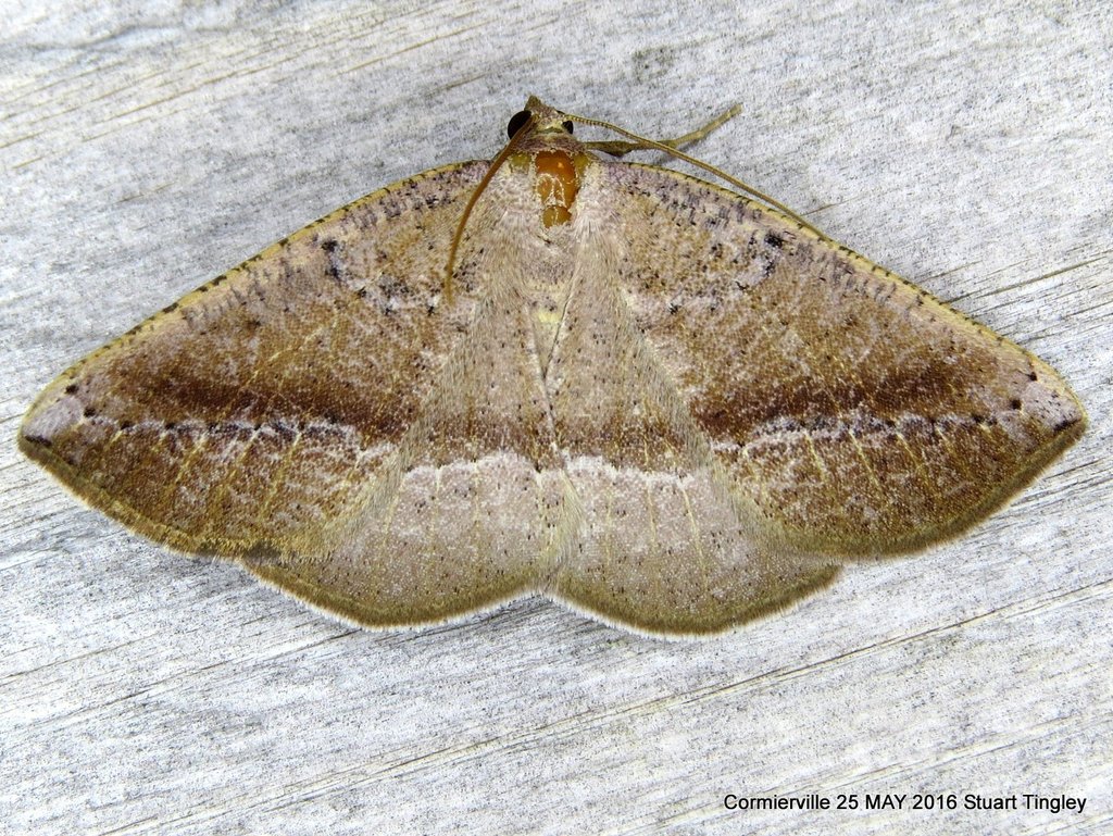 Tacparia atropunctata