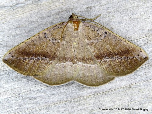 Tacparia atropunctata (Packard, 1874)