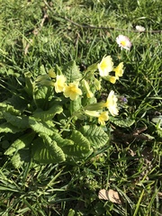 Primula × polyantha