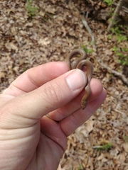 Virginia valeriae elegans