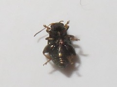 Chaetocnema hortensis