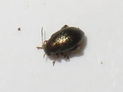 Chaetocnema hortensis