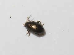 Chaetocnema hortensis