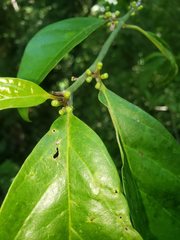 Gomphandra australiana
