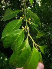 Gomphandra australiana