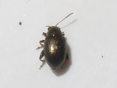 Chaetocnema hortensis