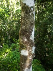 Gomphandra australiana