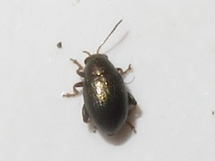 Chaetocnema hortensis