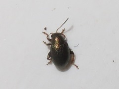 Chaetocnema hortensis