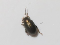 Chaetocnema hortensis