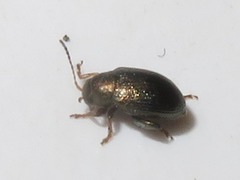 Chaetocnema hortensis